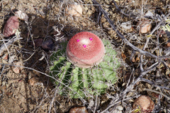 Melocactus zehntneri