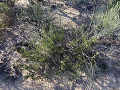 Opercularia vaginata