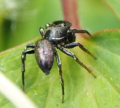 Heliophanus cupreus