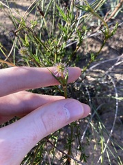 Opercularia vaginata