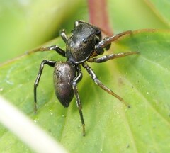 Heliophanus cupreus