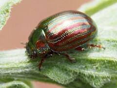 Chrysolina americana