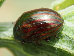 Chrysolina americana