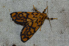 Tumicla sagenaria