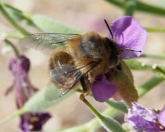 Anthophora