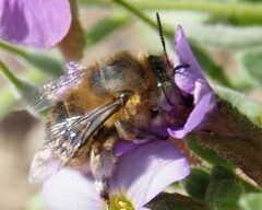 Anthophora