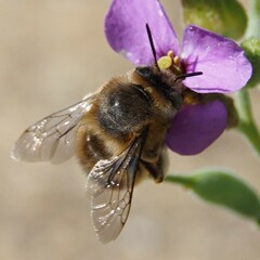 Anthophora