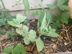 Hylotelephium spectabile