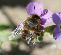 Anthophora