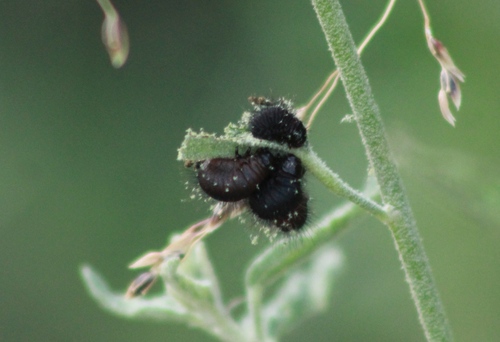 Globemallow Leaf Beetle