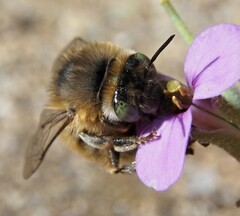 Anthophora