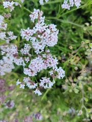 Asperula