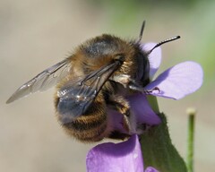 Anthophora