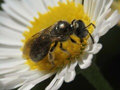 Halictidae