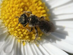 Halictidae