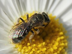 Halictidae