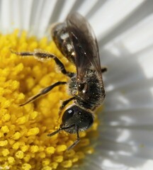 Halictidae
