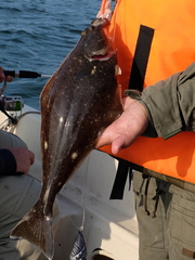 Hippoglossus stenolepis