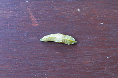 Pieris brassicae