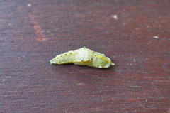 Pieris brassicae