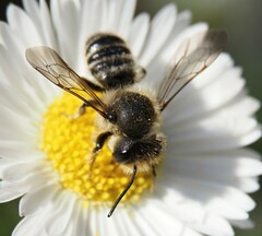 Megachile centuncularis