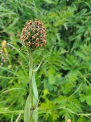 Traunsteinera globosa