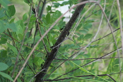 Acanthocephala thomasi