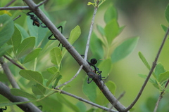 Acanthocephala thomasi