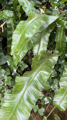 Asplenium scolopendrium
