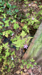 Geranium robertianum