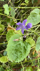 Campanula poscharskyana