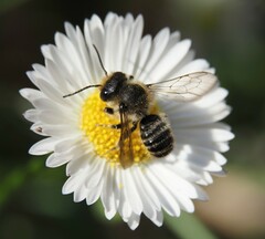 Megachile centuncularis