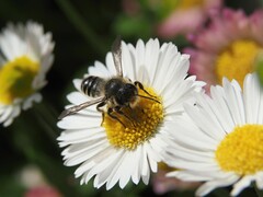 Megachile centuncularis