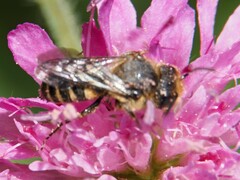 Megachilidae