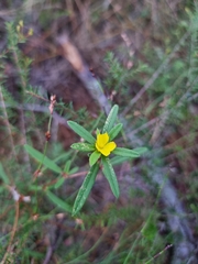 Hibbertia salicifolia