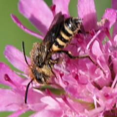 Megachilidae