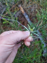 Hibbertia salicifolia