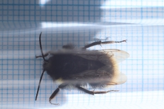 Bombus soroeensis