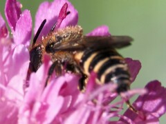 Megachilidae
