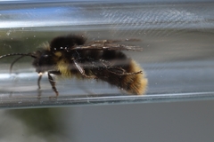 Bombus soroeensis