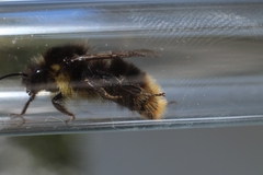 Bombus soroeensis