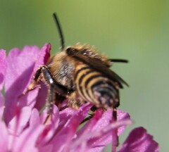 Megachilidae