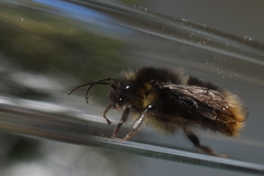 Bombus soroeensis