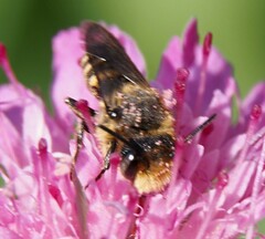 Megachilidae