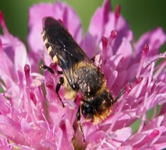 Megachilidae