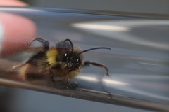 Bombus soroeensis