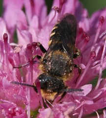 Megachilidae