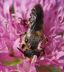 Megachilidae