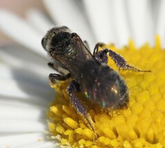 Halictidae