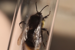 Bombus soroeensis